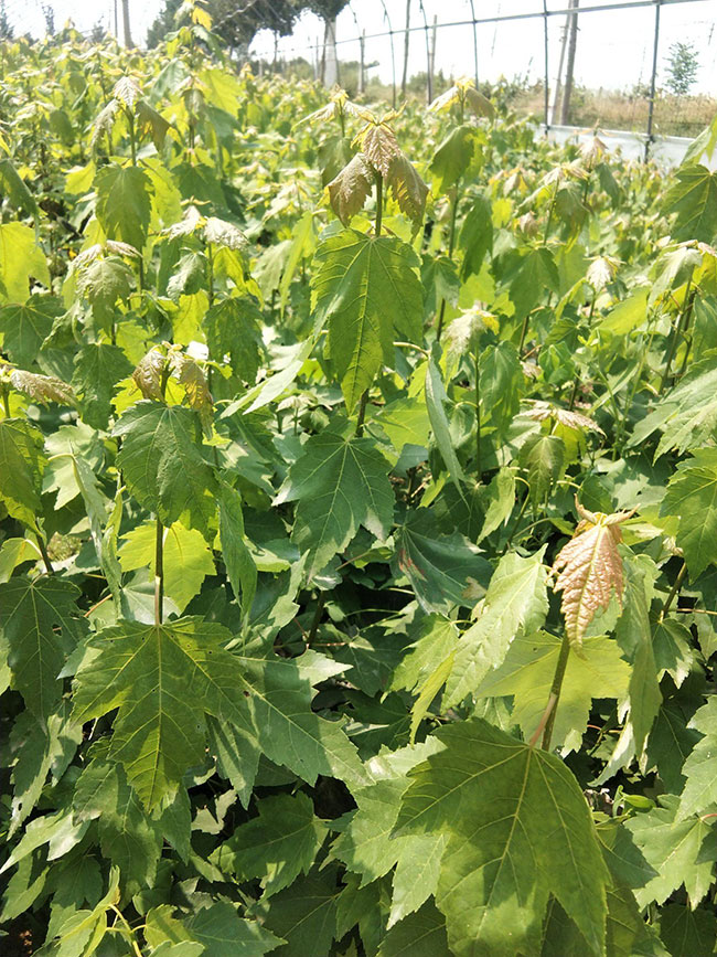 红枫价格多少钱一棵?最新红枫价格表