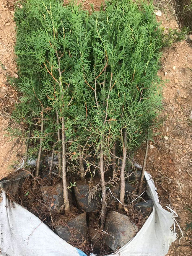 侧柏价格多少钱一棵?侧柏如何种植?