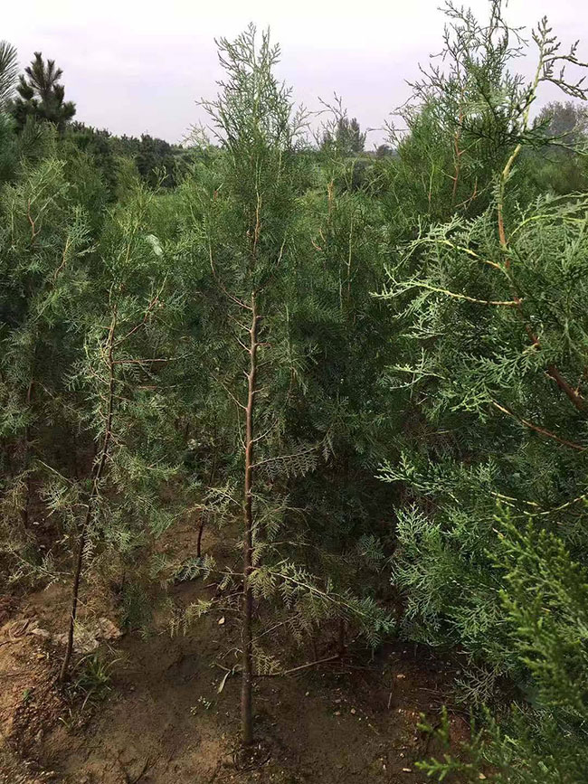 侧柏价格多少钱一棵?侧柏如何种植?