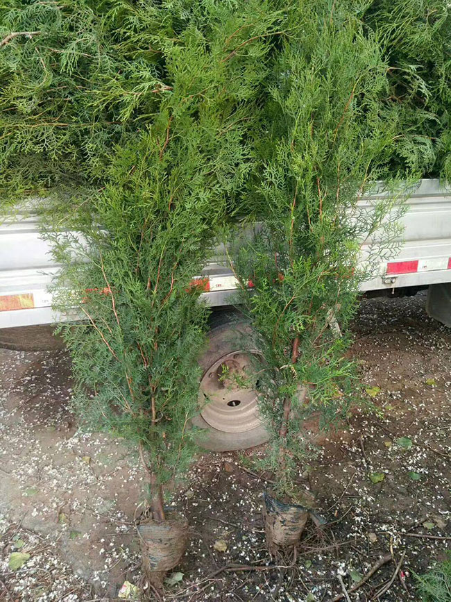 侧柏价格多少钱一棵?侧柏如何种植?