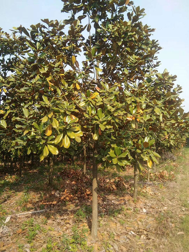 广玉兰小苗价格多少钱一棵?广玉兰如何种植?