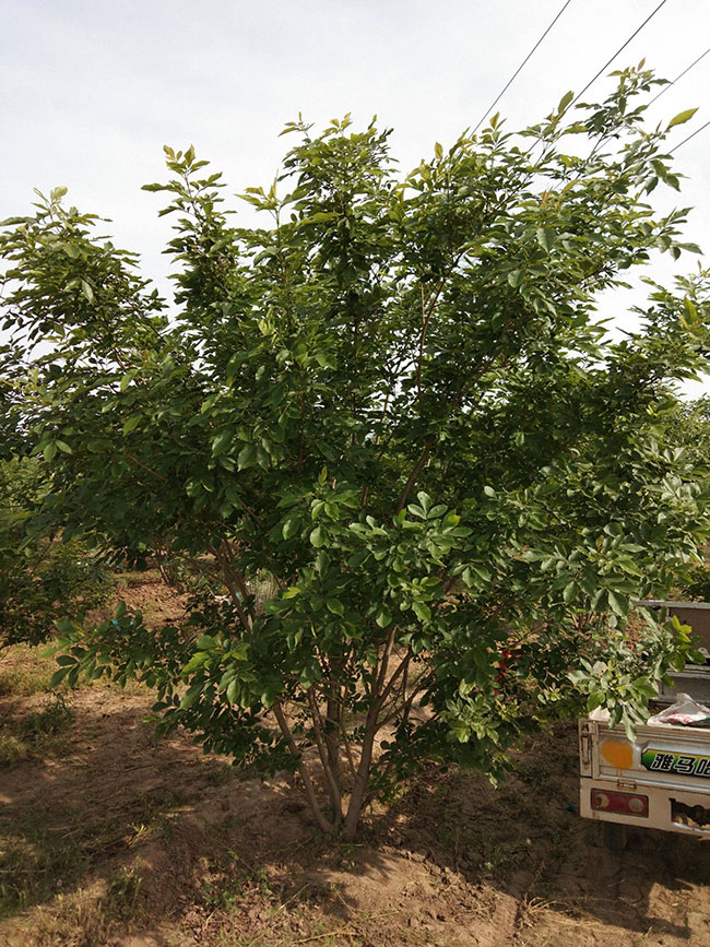 白蜡小苗价格多少钱一棵?白蜡种植方法和注意事项