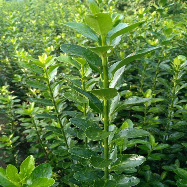 冬青树价格多少钱一棵?冬青树的种植方法