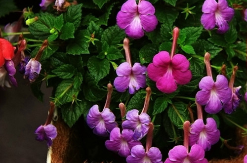 src=http___img2.yododo.com.cn_files_photo_2016-09-26_015764E9E1F61243FF80808157630DAB_o.jpg&refer=http___img2.yododo.com_副本.jpg