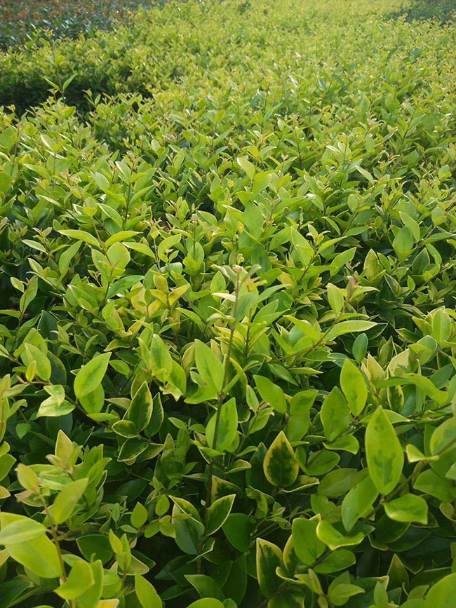 红叶石楠小苗价格多少钱一棵?红叶石楠的种植技术