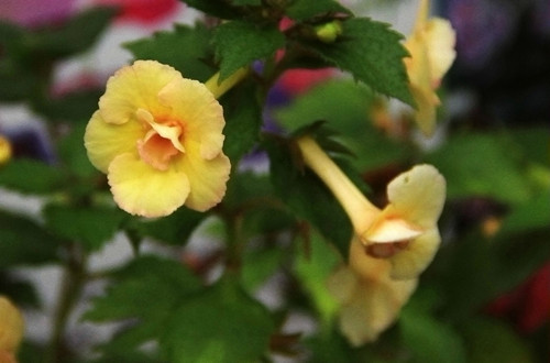 src=http___img3.yododo.com.cn_files_photo_2016-09-26_015764E8FCCF123AFF80808157630DAB_o.jpg&refer=http___img3.yododo.com_副本.jpg