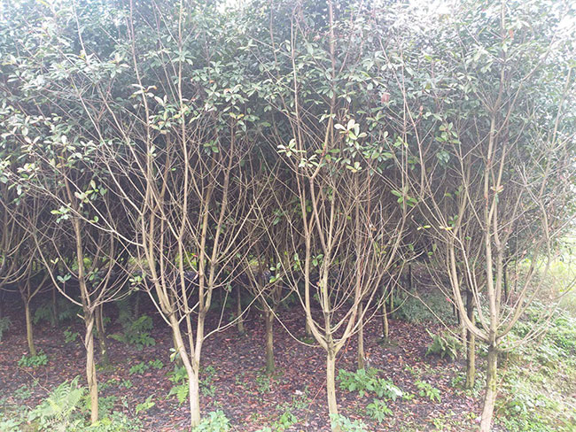 红叶石楠小苗价格多少钱一棵?红叶石楠的种植技术