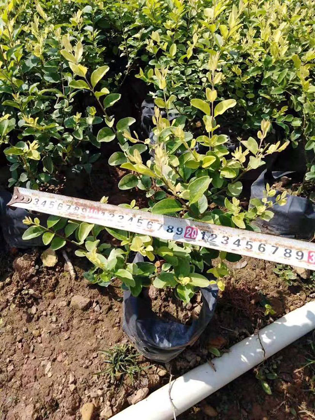 红叶石楠小苗价格多少钱一棵?红叶石楠的种植技术