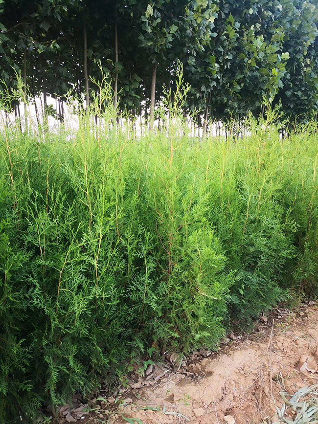 柏树价格多少钱一棵?柏树种植方法有哪些?