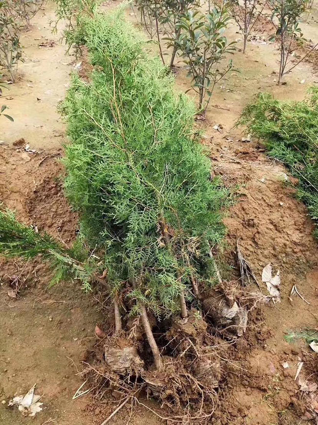 柏树价格多少钱一棵?柏树种植方法有哪些?