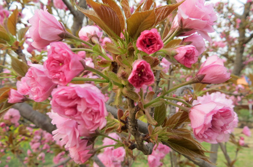 src=http___pic29.nipic.com_20130416_3718408_104828596132_2.jpg&refer=http___pic29.nipic_副本.jpg