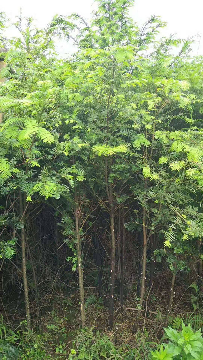 红豆杉苗木价格多少钱一棵?红豆杉如何种植?