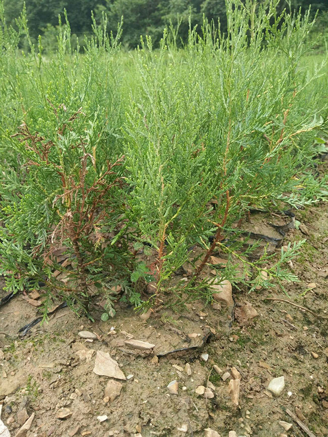 柏树价格多少钱一棵?柏树种植方法有哪些?