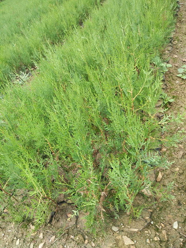 柏树价格多少钱一棵?柏树种植方法有哪些?
