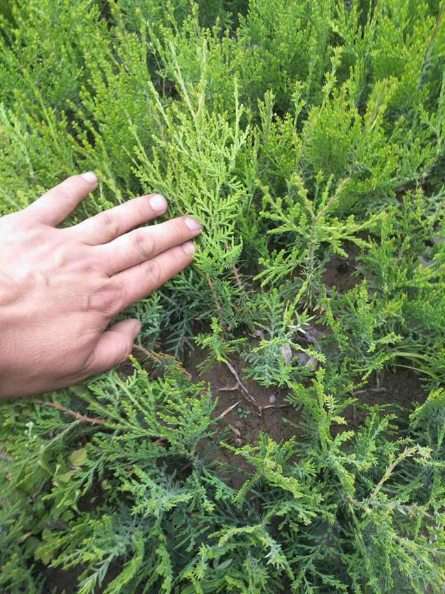 柏树价格多少钱一棵?柏树种植方法有哪些?