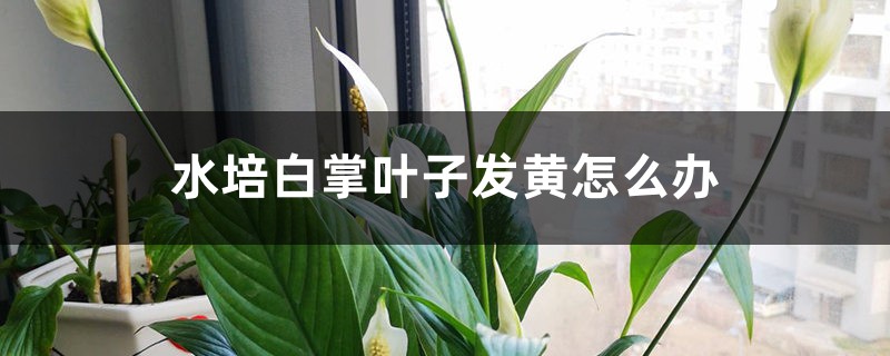 水培白掌叶子发黄怎么办