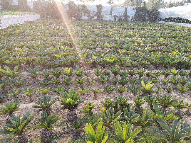 铁树价格多少钱一棵?铁树的种植方法