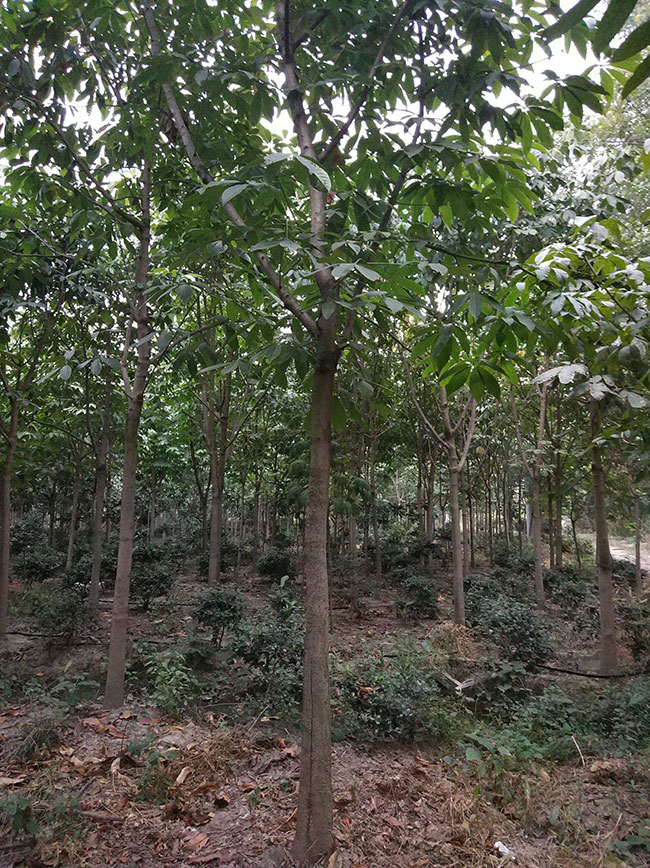 七叶树苗木价格多少钱一棵?七叶树种植方法和注意事项