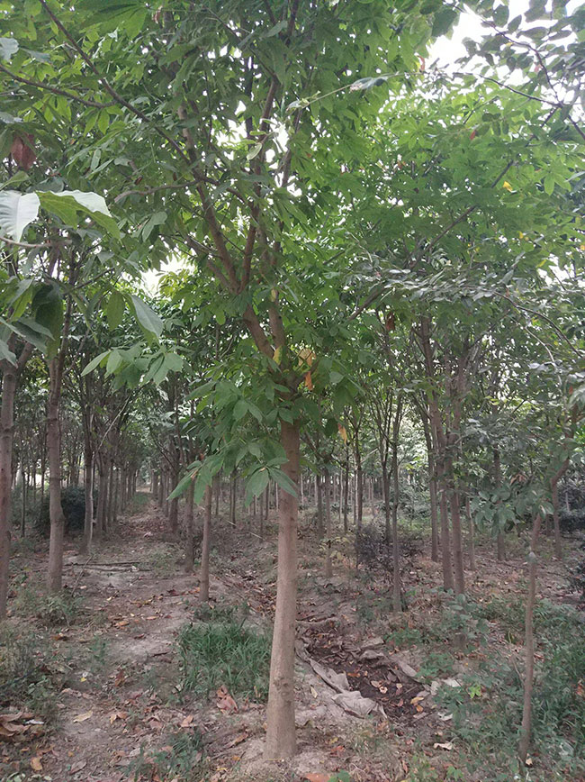 七叶树苗木价格多少钱一棵?七叶树种植方法和注意事项