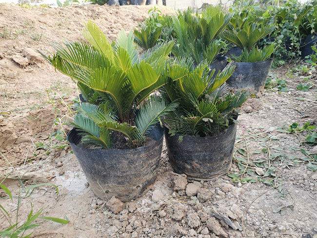 铁树价格多少钱一棵?铁树的种植方法