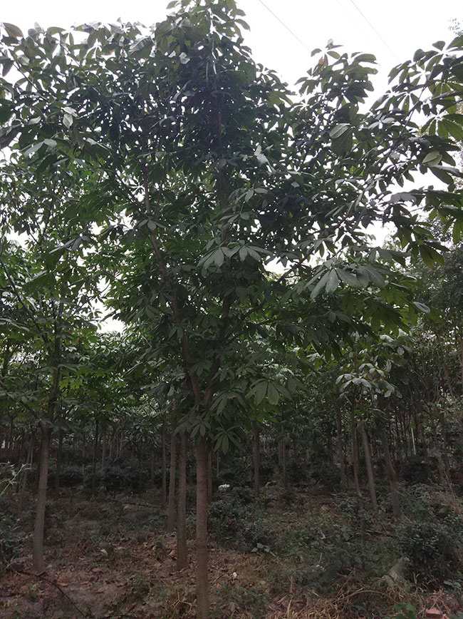 七叶树苗木价格多少钱一棵?七叶树种植方法和注意事项