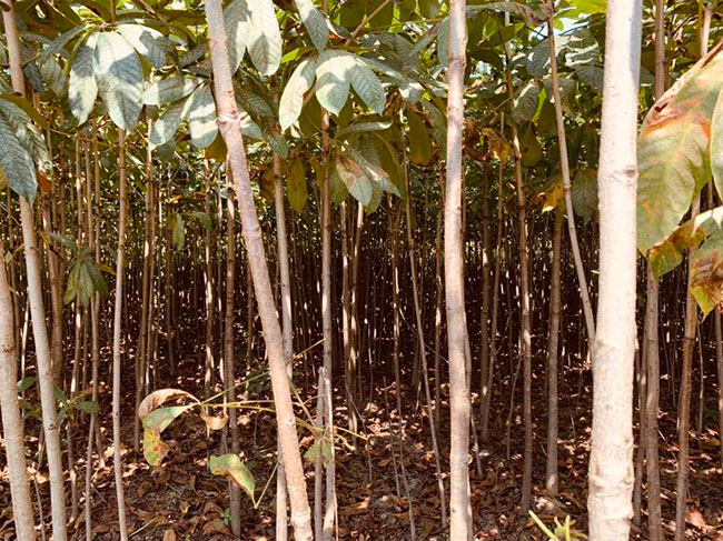 七叶树苗木价格多少钱一棵?七叶树种植方法和注意事项
