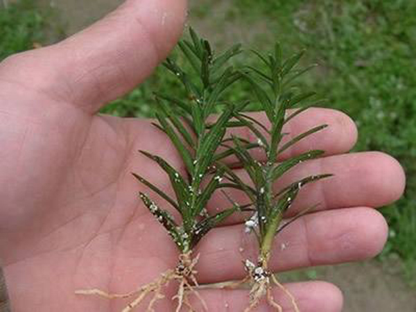 红豆杉小苗价格一棵多少钱？红豆杉树苗种植技术介绍