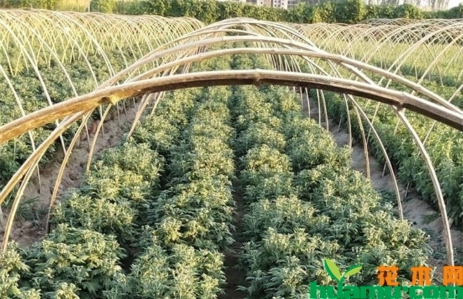 黄花国庆菊价格 最新黄花国庆菊价格行情