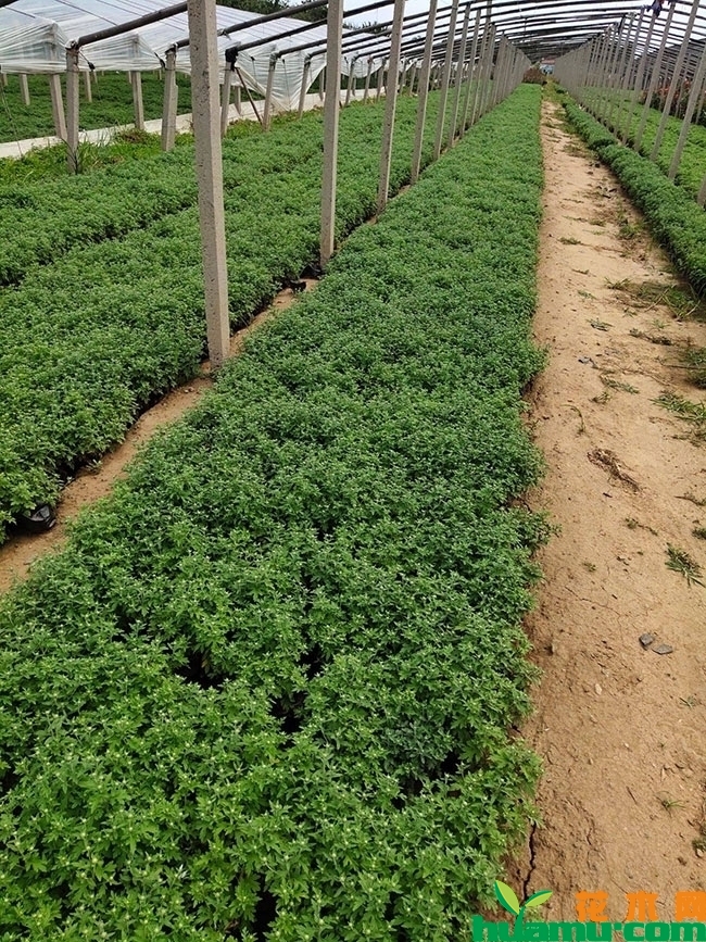 黄花国庆菊