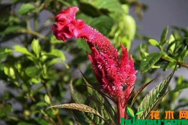 盆栽鸡冠花