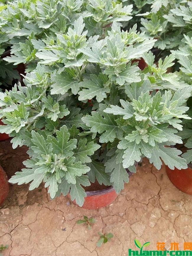 黄花国庆菊