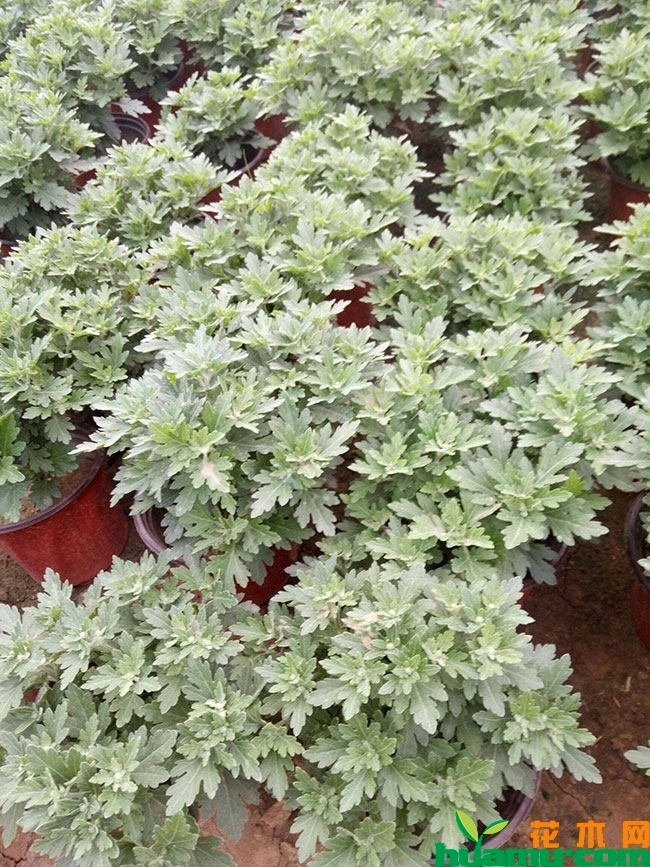黄花国庆菊开花多久?