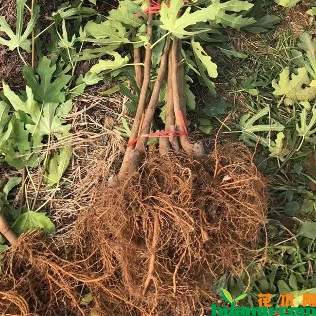无花果