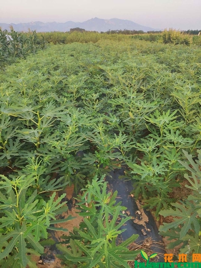 日马达无花果