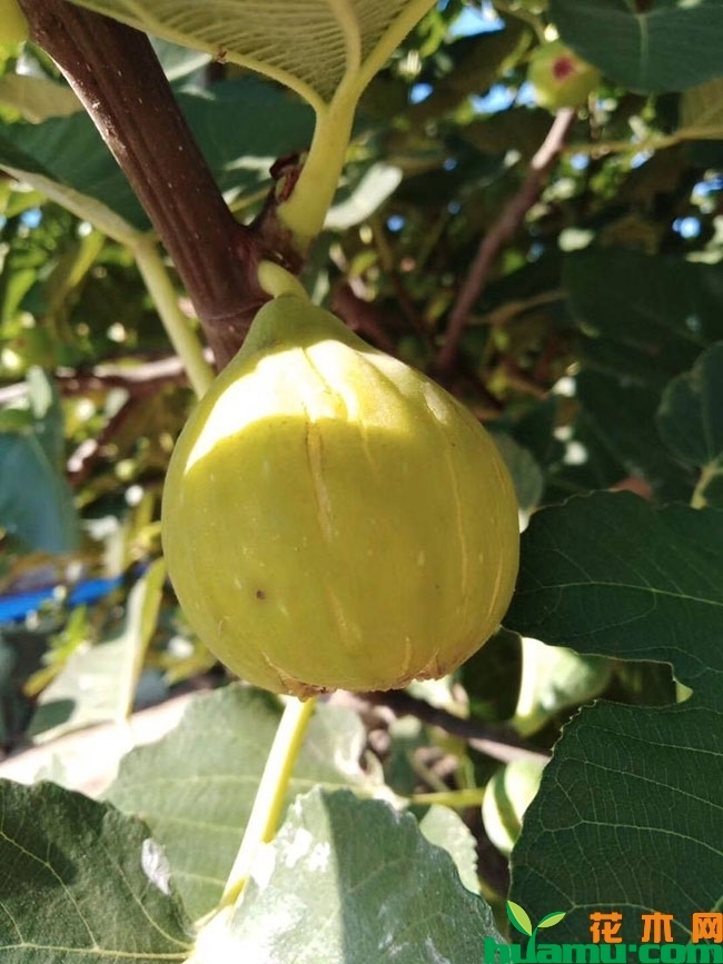 日马达无花果