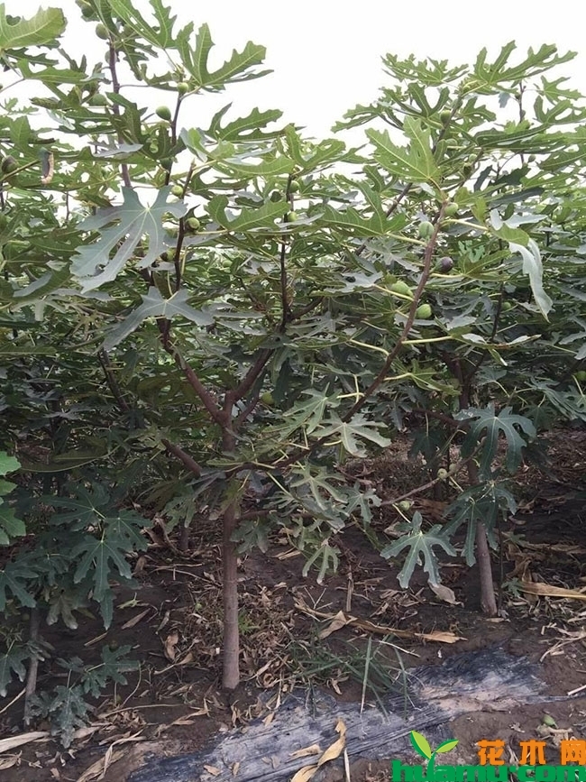青皮无花果