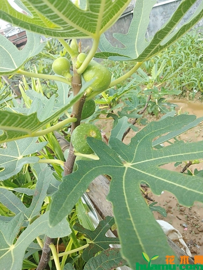 砂糖无花果苗