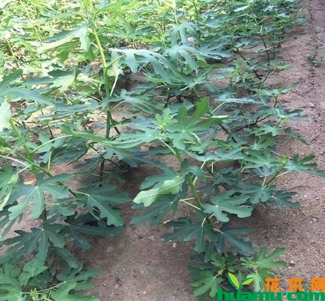 砂糖无花果苗