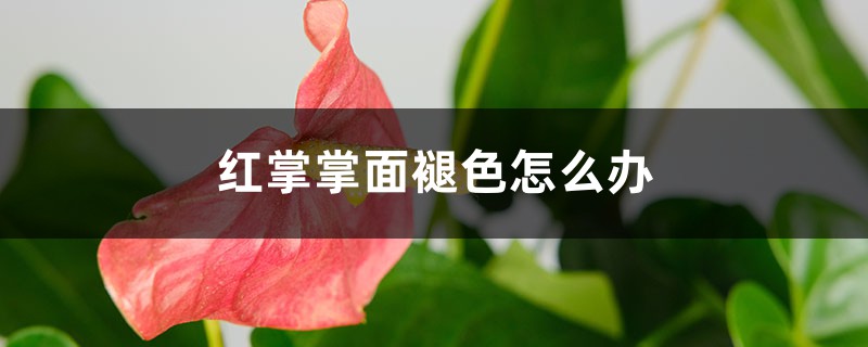 红掌掌面褪色怎么办