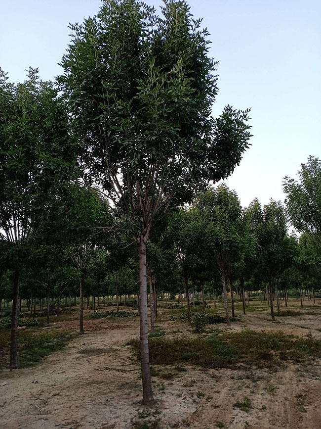 白蜡树