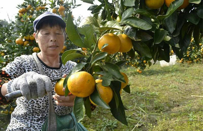 柑桔苗价格
