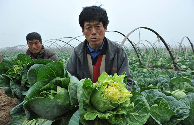 卷心菜滞销困境如何破？