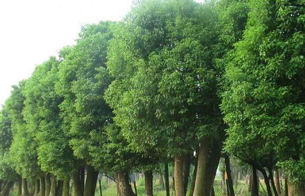 大规格香樟树.jpg