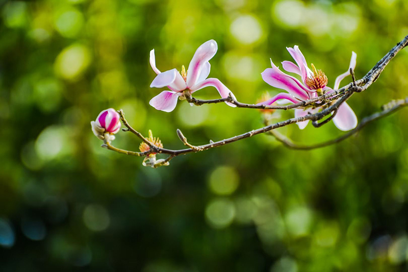 玉兰花
