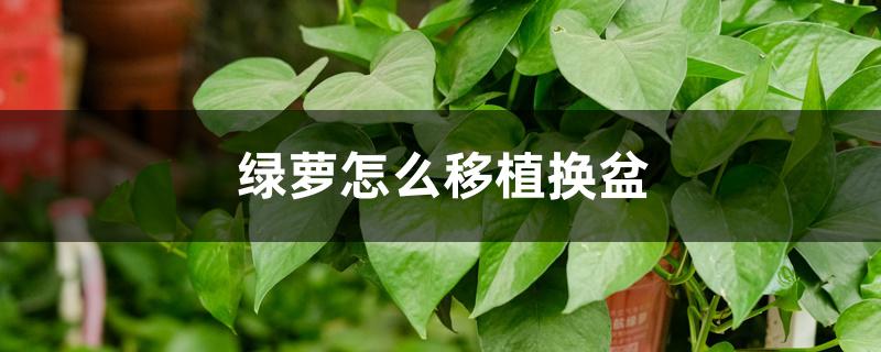 怎样给绿萝换盆，换盆时应注意什么