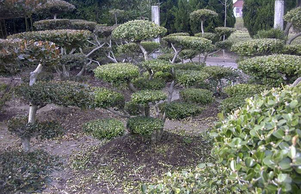 造型苗.jpg