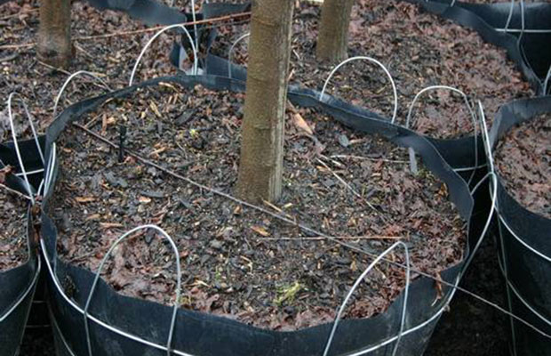 容器大苗虽好，种植门槛不小