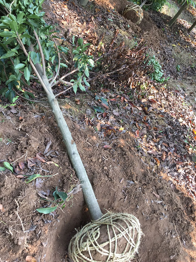 含笑树多少钱一棵？含笑树苗价格行情