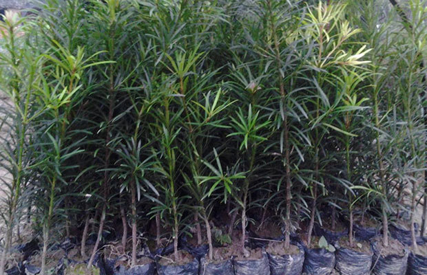 苗木精品化是大势所趋，造型罗汉松市场潜力巨大