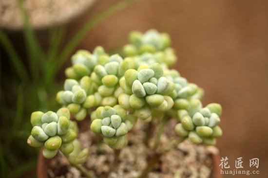 多肉植物天使之泪养殖方法